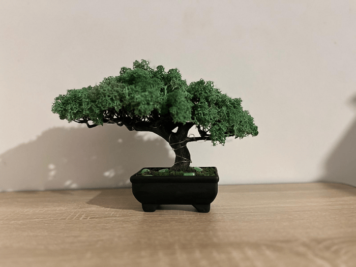 Moss Bonsai Tree image